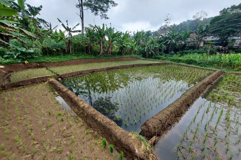 Pencemaran Limbah di Situ Ciburuy Meluas, 5.000 Meter Sawah Terendam Air Hitam Pekat 