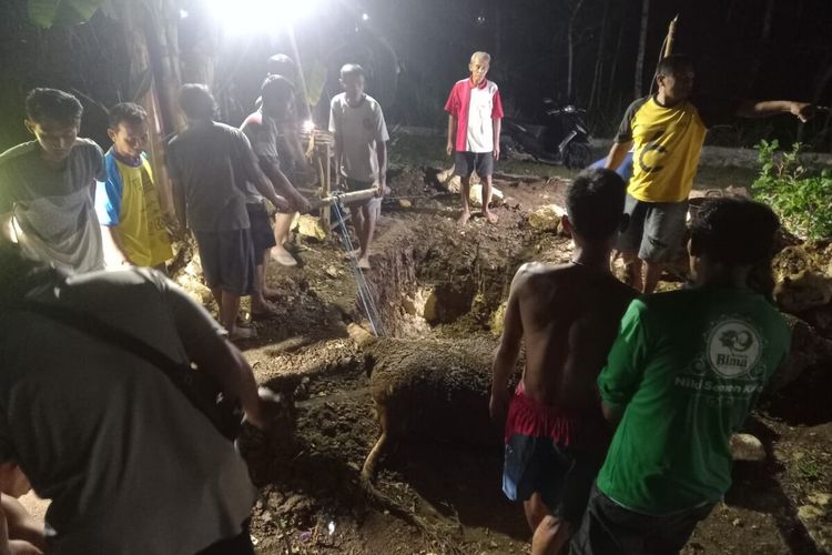Warga mengubur sapi yang mati mendadak di Kalurahan Ngawu, Playen, Gunungkidul. Rabu (13/7/2023)