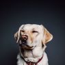 Belajar Filsafat dari Para Anjing
