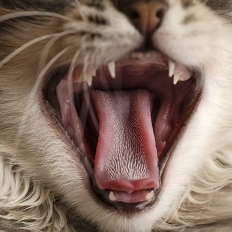 Ilustrasi lidah kucing.