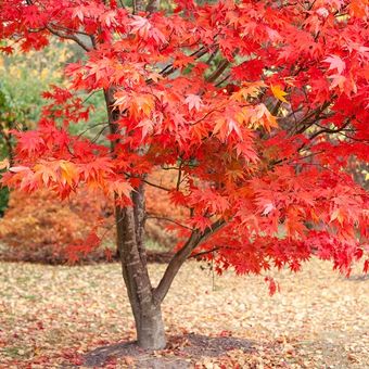 Ilustrasi pohon - Pohon bernama Japanese Maple atau Acer palmatum.