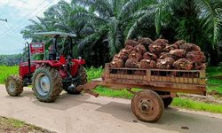 Minyak Sawit Bisa Jadi Energi Gantikan Bahan Bakar Fosil