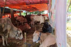 Waspada Antraks, Peredaran Hewan Ternak dan Daging yang Masuk Kota Semarang Harus ada Surat Keterangan Sehat