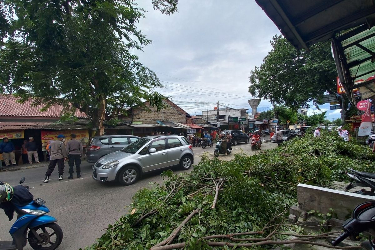 Petugas gabungan berserta warga tengah mengevakuasi pohon setinggi 10 meter yang tumbang di Jalan Raya Sentosa, Sukmajaya, Depok pada Kamis (9/2/2023) 