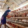 Harga Telur Ayam Naik Jadi Rp 29.500 Per Kilogram, Peternak di Kabupaten Malang Bersyukur