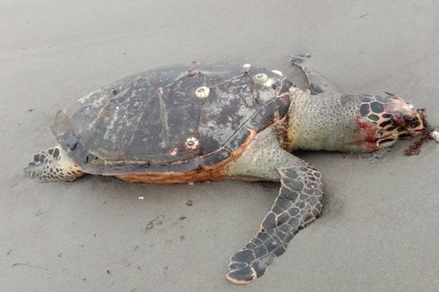 Penyu Mati Kembali Ditemukan Dekat PLTU Bengkulu, Pemerintah Diminta Usut Serius