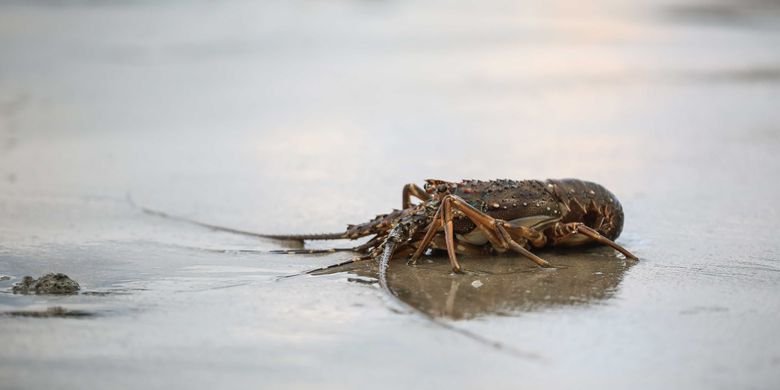 Lobster sebelum dilepaskan ke laut di Kawasan Konservasi Tambling, Lampung, Kamis (23/1/2020). Petugas Bakamla mengamankan sekitaran 30 ekor lobster yang terjebak jaring nelayan saat melakukan patroli laut sekitar daerah Batu Tiang, Kawasan Way Haru, Kabupaten Pesisir Barat, Lampung.