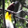 Burung Cenderawasih, Maskot PON XX 2021 Papua yang Suka Dansa