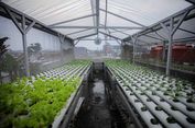 Sulap Atap Jadi Kebun, Warga Bandung Raup Rp 6 Juta per Bulan dari Urban Farming