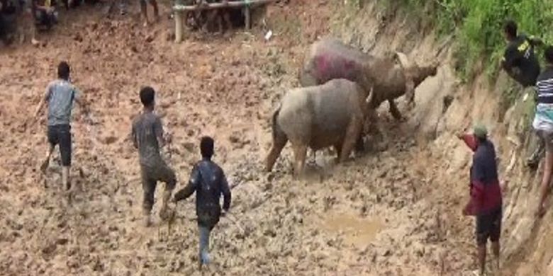 Tradisi Rambu Solo tidak hanya jadi pesta puncak acara kematian namun juga menjadi ajang perekat keluarga bangsawan di Mamasa, Sulawesi Barat.  