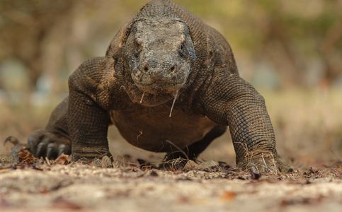 Naturalist Guide Hospitalized After Being Attacked by Komodo Dragon in Indonesia’s National Park