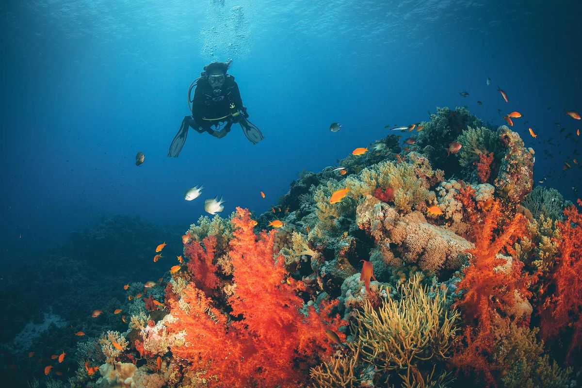 Penyelam di Laut Merah, Kota Jeddah, Arab Saudi.