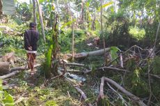 Pria Ini Nekat Tebang Belasan Pohon di Depan Pemiliknya, Berujung Laporan ke Polisi