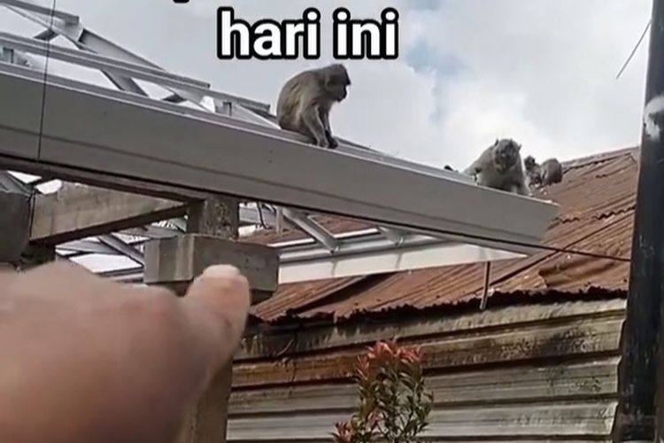 Siswa SD di Buleleng Digigit Monyet Saat Hendak ke Toilet, Dapat Vaksin Rabies