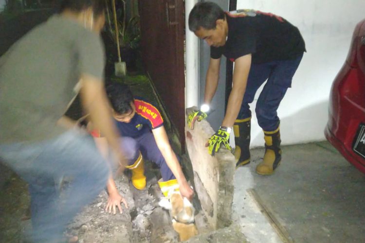 Petugas Damkar Kota Salatiga mengevakuasi anjing yang masuk gorong-gorong