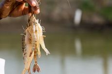 Industri Udang Berkelanjutan, KKP Minta Anak Muda Inovasi di Tambak