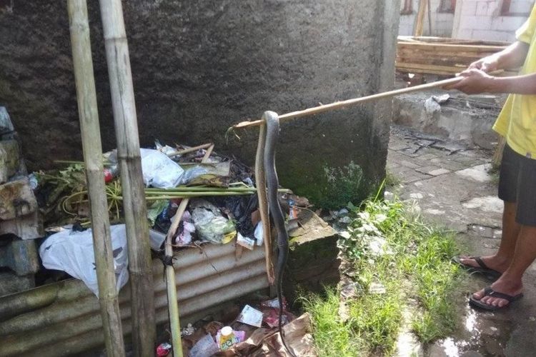 Ular kobra yang meresahkan masyarakat ditemukan di rumah warga di Kampung Sentral Kelurahan Rangkasbitung Barat, Kabupaten Lebak, Provinsi Banten, Minggu (24/5/2020). (FOTO ANTARA/Mansyur S)