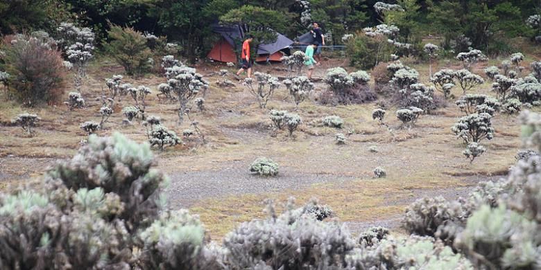 Hamparan tanaman edelweis di Lembah Mandalawangi Gunung Pangrango, Jawa Barat, Minggu (6/12/2015).