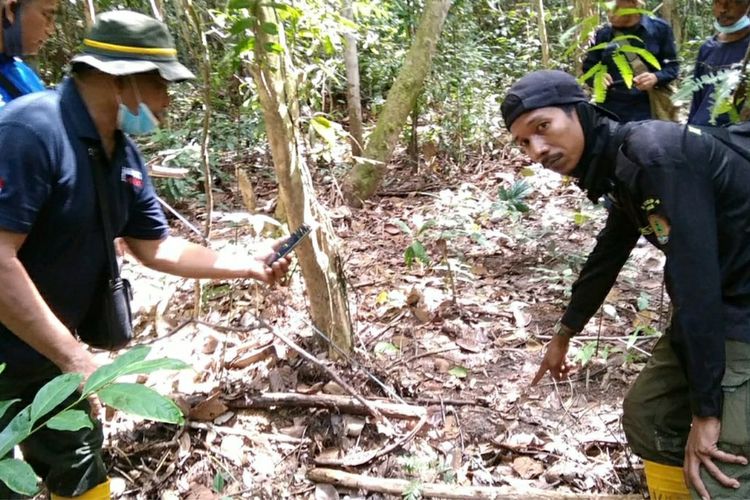 Tim gabungan saat menemukan jerat sling diduga untuk menangkap harimau sumatera di kawasan hutan konservasi PT Arara Abadi (Sinar Mas Group) di Kabupaten Siak, Riau, Jumat (24/7/2020). Penemuan jerat tersebut dalam operasi sisir jerat di kawasan hutan untuk meminimalisir perburuan satwa liar.