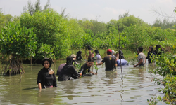 Jaga Kelestarian Bumi, Acer Dedikasikan 1.000 Mangrove Buat Wonorejo