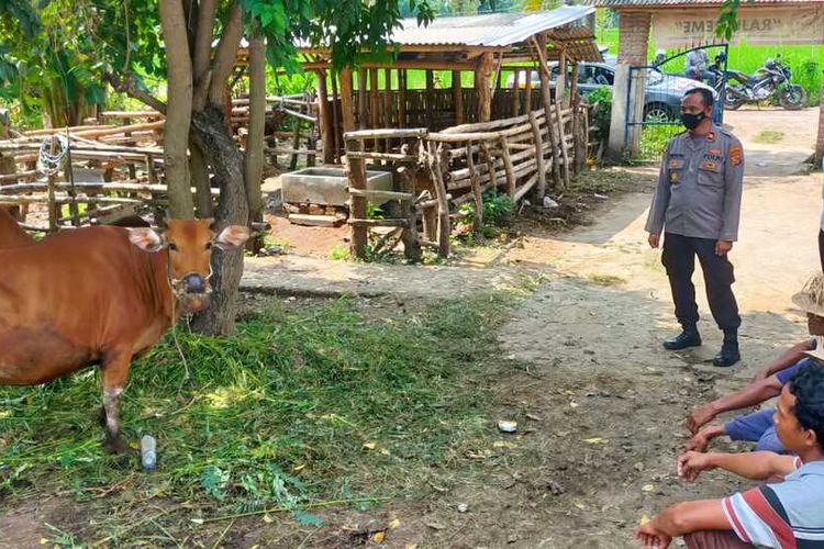 Kepolisian saat mengecek kondisi sapi yang Terjangkit PMK di Lombok Tengah