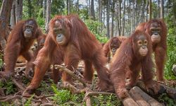 Rencana Malaysia Jalankan Diplomasi Orangutan, Rayu Negara Lain Beli Minyak Sawitnya