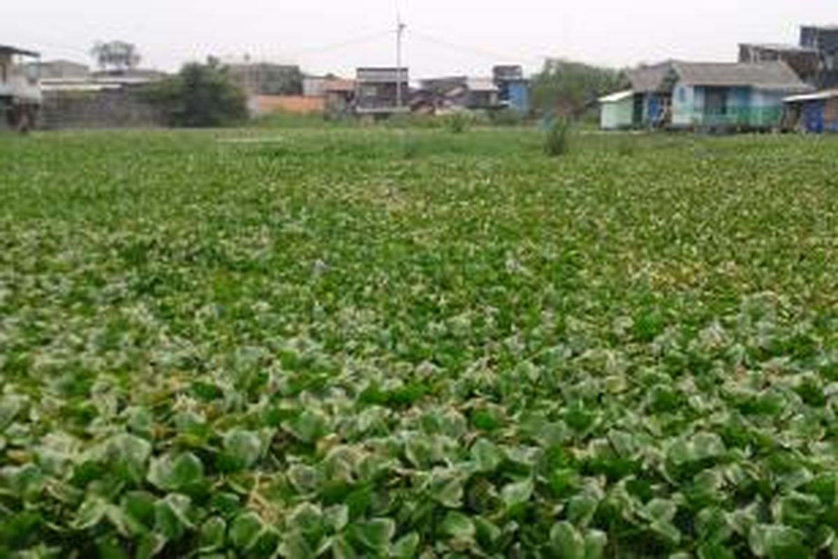 Kondisi lahan makam terendam di Kampung Teko atau Kampung Apung, Kelurahan Kapuk, Kecamatan Cengkareng, Jakarta Barat, Senin (6/10/2014). Lahan ini sempat dibersihkan namun kini kembali terendam dan dipenuhi eceng gondok.