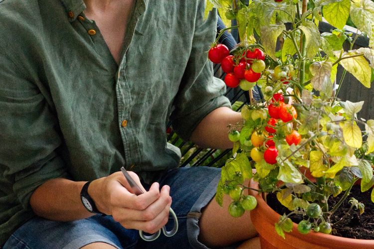 Tanaman tomat ceri adalah varietas yang bisa diletakkan indoor.