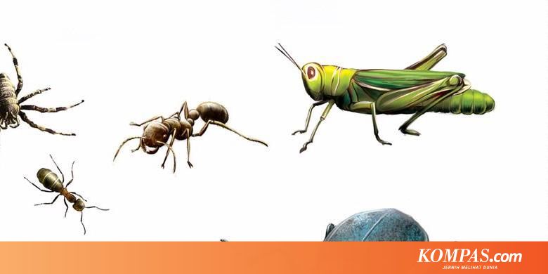 Serangga Sumber Protein Berkualitas Tinggi