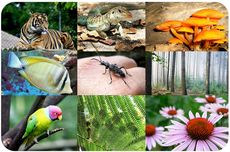 Keanekaragaman Fauna di Indonesia