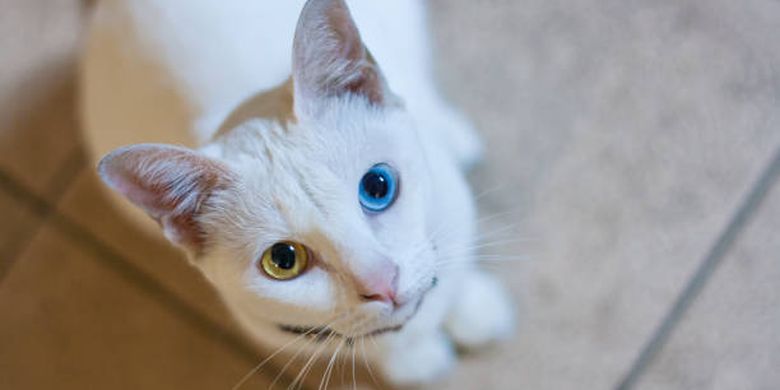 ilustrasi kucing Khao Manee, salah satu ras kucing termahal di dunia.