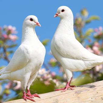 Ilustrasi burung merpati. 