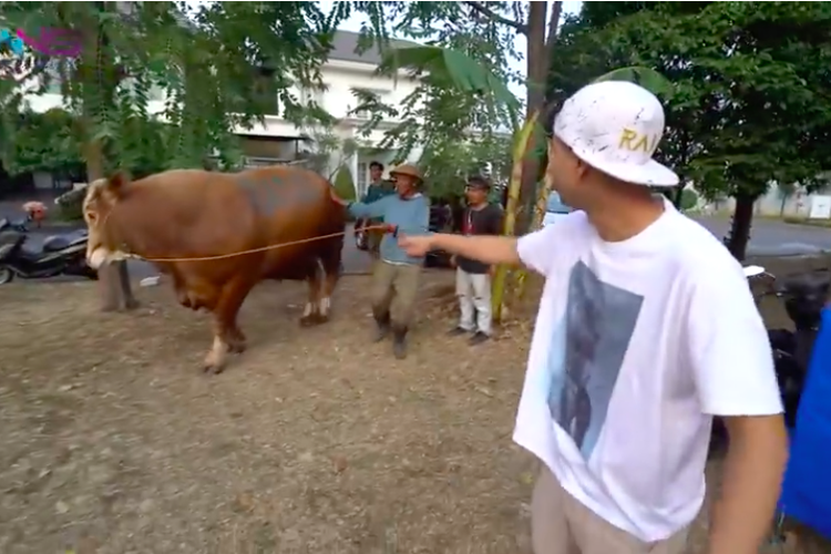 Pembawa acara Raffi Ahmad menunjuk salah satu sapi kurbannya di vlog yang diunggah di Rans Entertainment. Sapi itu seberat 1,28 ton dan Raffi memberinya nama Si Bomber.