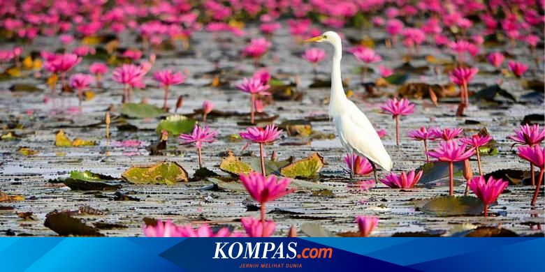 Gambar Bunga Cantik Teratai ~ Koleksi Foto Bunga