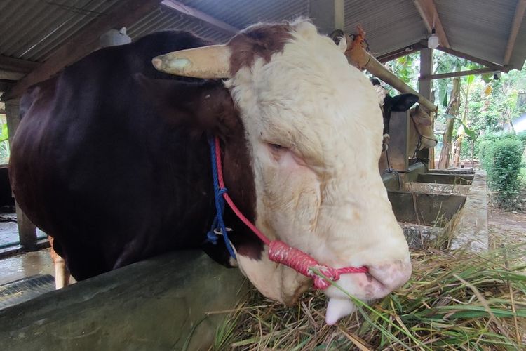 Mengenal Herkules, Sapi dari Kulon Progo yang Kini Jadi Milik Presiden