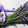 Kenapa Bunga Lavender Layu? Ternyata Ini Penyebabnya