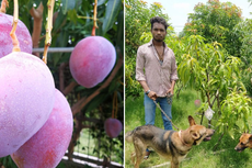 Mengenal Miyazaki Mangga Termahal di Dunia, 1 Buah Harganya Rp 700.000-an