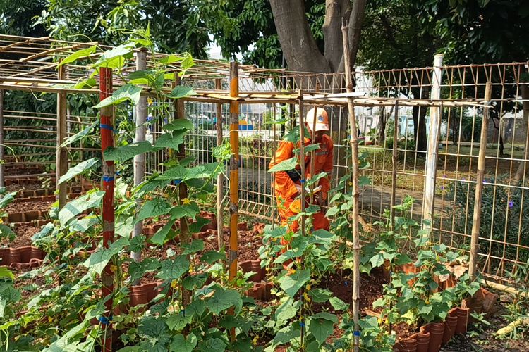Gunung Sampah di Jaktim Disulap Jadi Urban Farming, Bahkan Ada Kolam Ikannya