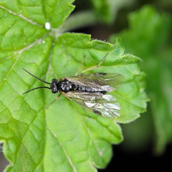 Ilustrasi hama sawfly atau lalat gergaji.