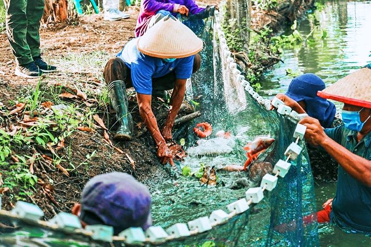Aktivitas panen Ikan Nila di DD Farm Sentra Budidaya Gurame dan Nila, Kecamatan Sindang, Indramayu, Jawa Barat, beberapa waktu lalu. Program tersebut merupakan salah satu wujud pengelolaan zakat produktif amanah donatur Dompet Dhuafa.