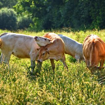 Ilustrasi sapi, ternak sapi, sapi makan rumput.