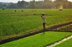 Kementerian PU Diminta Siapkan Air untuk Tanam Padi 3 Kali Setahun