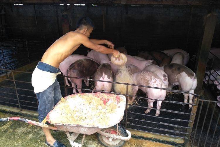 Seorang pekerja di kandang babi di Pasar 6, Kelurahan Tandem Hulu, Kecamatan Hamparan Perak, Deli Serdang memberi makan ternak babinya dengan campuran jagung, dedak dan konsentrat. Saat ini peternak resah lantaran tidak laku meskipun sudah layak jual.