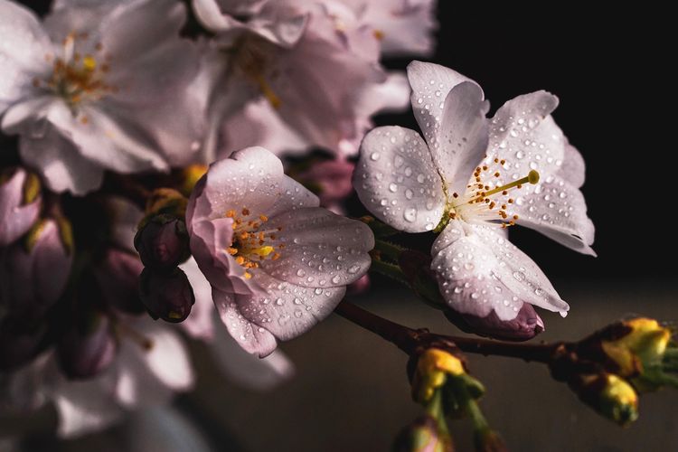 Bunga sakura yang merupakan flora khas Jepang