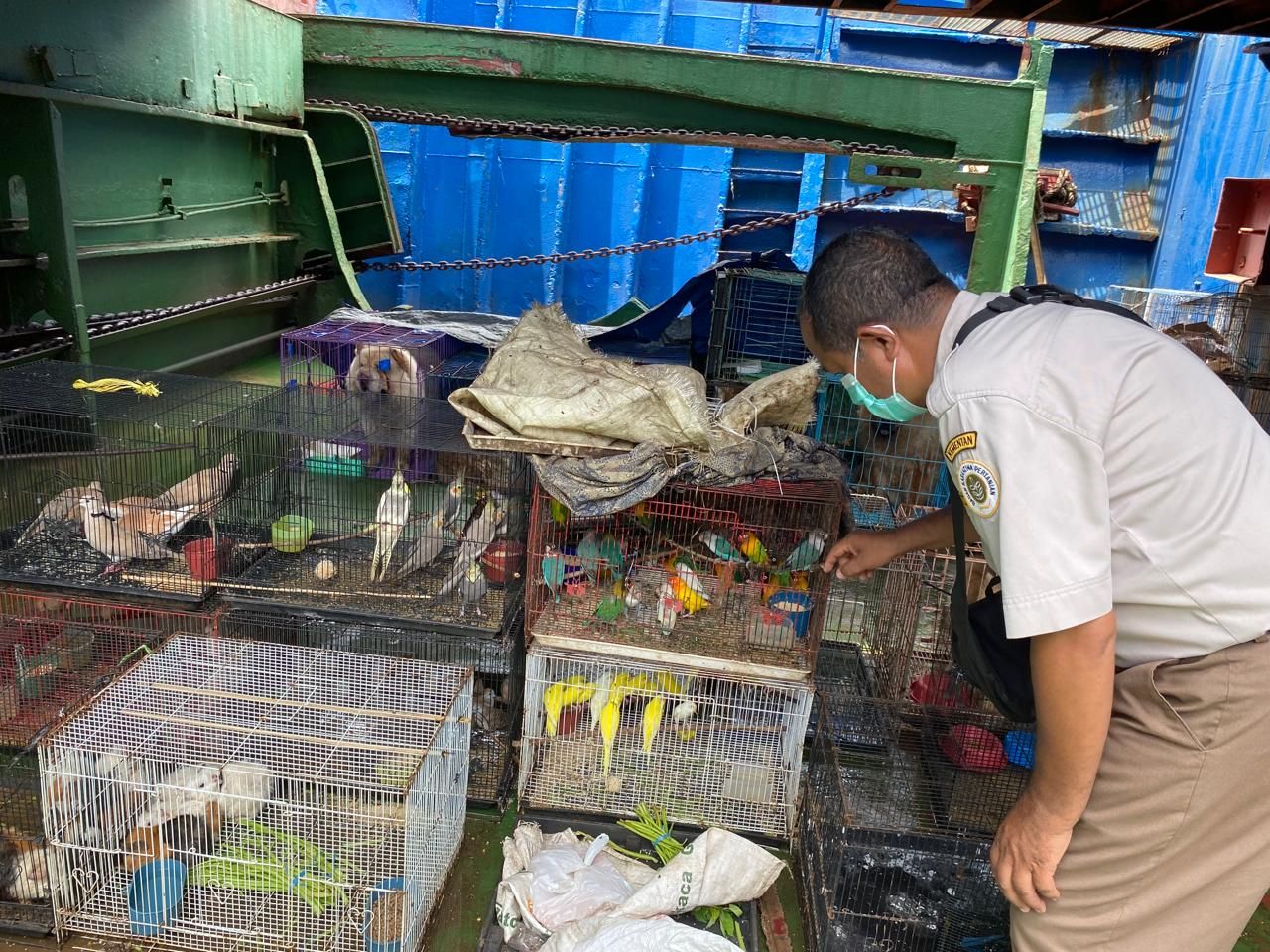Petugas Gagalkan Penyelundupan 83 Burung dan 10 Anjing dari Surabaya ke NTT via Perbatasan RI-Timor Leste
