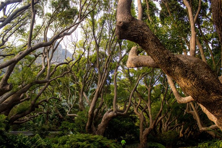 Khasiat Kayu Ular Papua