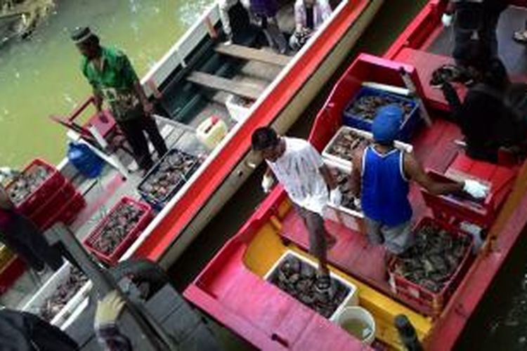 Balai Karantina melepasliarkan lebih dari 2.000 kepiting bertelur di hutan bakau Mangrove Center Balikpapan, Kaltim.