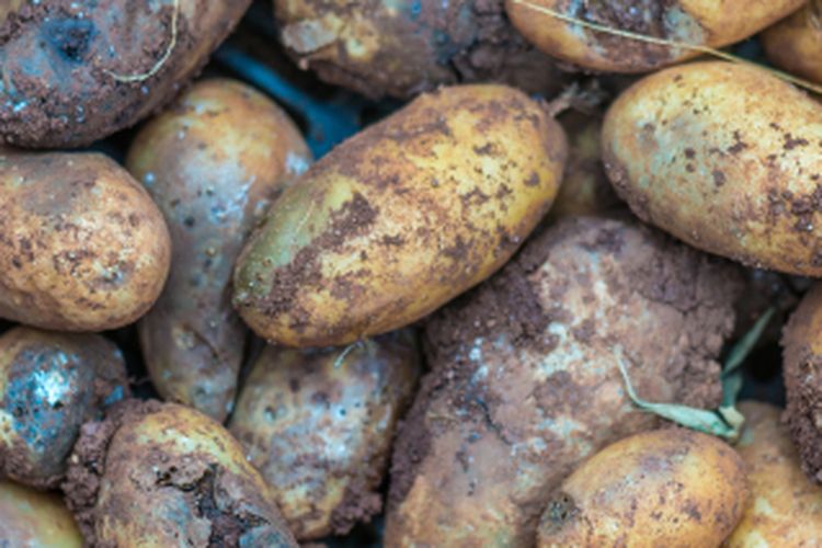 Ilustrasi busuk umbi kentang