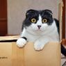 Benarkan Pelihara Kucing  Bikin Wanita Sulit Hamil? Berikut Faktanya