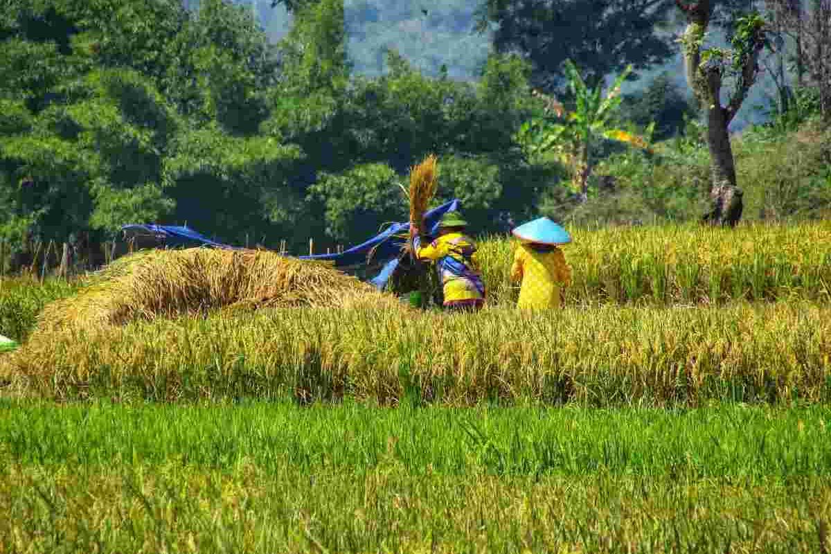 Petani asal Cibugel, Sumedang, Jawa Barat panen padi, Kamis (19/8/2021). AAM AMINULLAH/KOMPAS.com